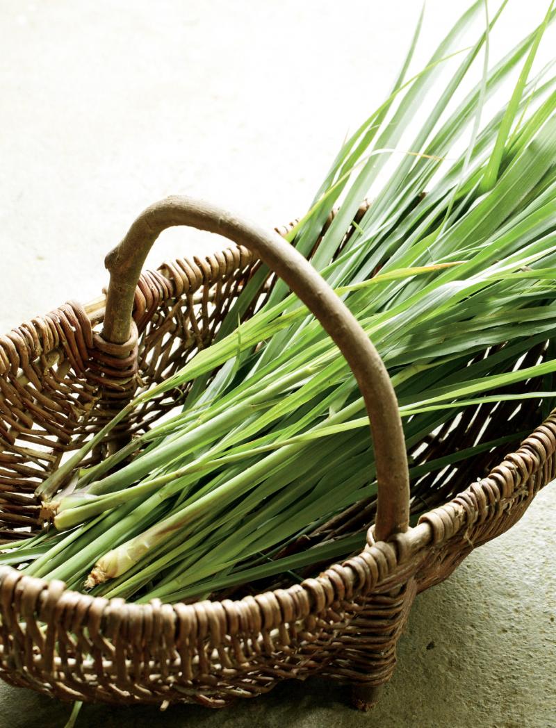 柠檬草介绍,什么是柠檬草