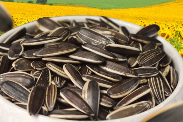 欧洲葵花籽是转基因的吗,葵花籽是转基因的吗