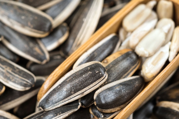 葵花籽空瘪的原因,为什么种的葵花籽是空的