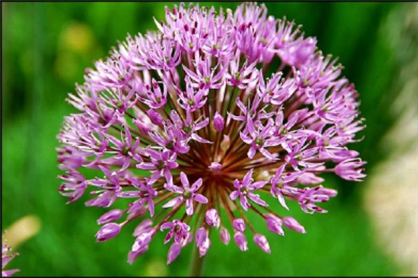 大蒜产品都有哪些,大蒜可以做什么产品 大蒜产品都有哪些,大蒜可以做什么产品