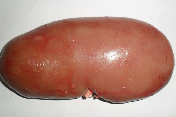 男人吃猪腰子真的可以壮阳吗,猪腰子能补肾壮阳吗