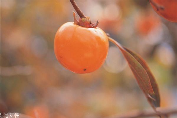 柿子有哪些品种,柿子有几种品种图片大全