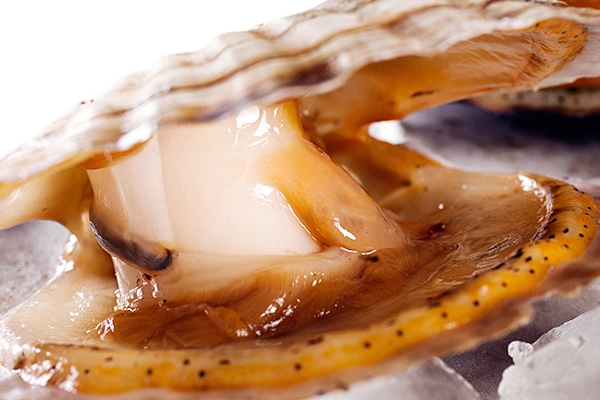 怎样区分扇贝是好的还是坏的,怎样分辨扇贝的好坏 怎样区分扇贝是好的还是坏的,怎样分辨扇贝的好坏