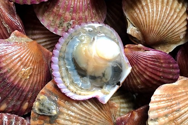 扇贝开口的是活的还是死的,扇贝张口是死了么 扇贝开口的是活的还是死的,扇贝张口是死了么