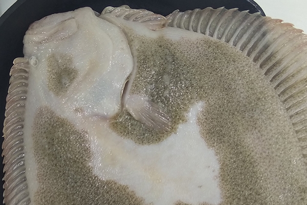 多宝鱼可以切块红烧吗?,多宝鱼能红烧吗