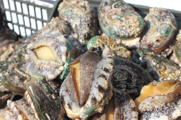 鲍鱼为什么变红,鲍鱼发红是咋回事