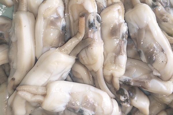 蛏子哪些部位不能吃图解,蛏子哪些部位不能吃图片