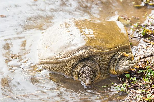 甲鱼吃不完怎么保存,刚买的甲鱼怎么保存