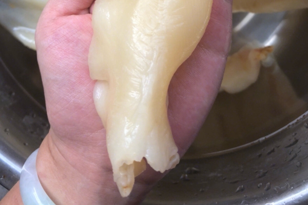 鱼胶可以和银耳一起炖吗,鱼胶可以和白银耳炖吗?