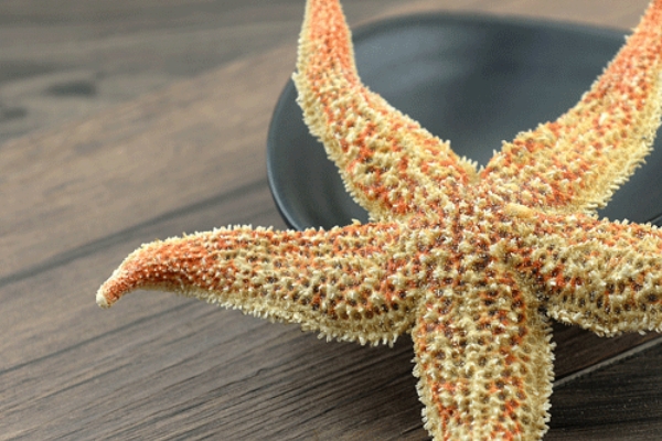海星怎么养,能用淡水吗,海星怎么养活