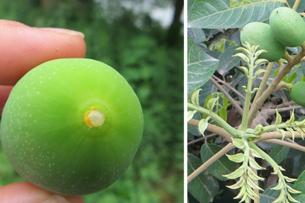 橄榄能直接吃吗,新鲜橄榄可以吃吗