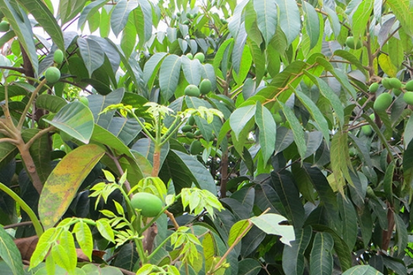 橄榄是不是青果,青果和橄榄的区别