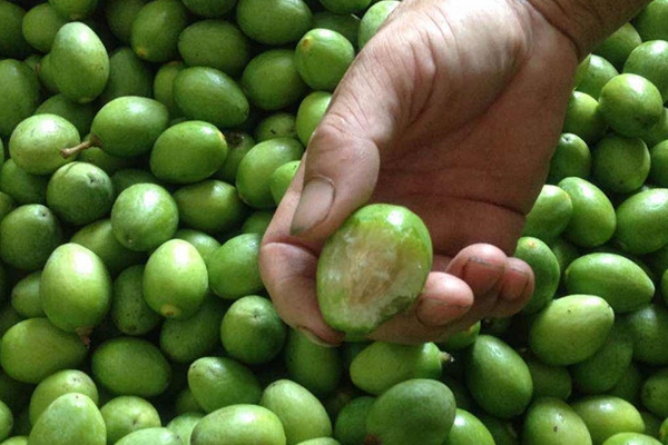 橄榄果多少钱一斤,橄榄是什么水果