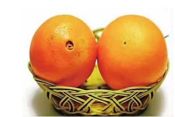 橙子分公母吗?,橙子分公母吗什么的好吃