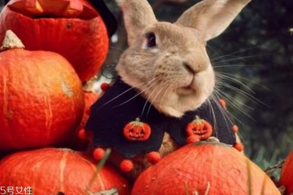 如何做南瓜粥,南瓜粥的做法步骤