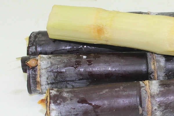 甘蔗哪个部位最甜,甘蔗哪边最甜 甘蔗哪个部位最甜,甘蔗哪边最甜