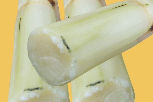 哺乳期吃甘蔗会回奶吗,甘蔗会回奶吗