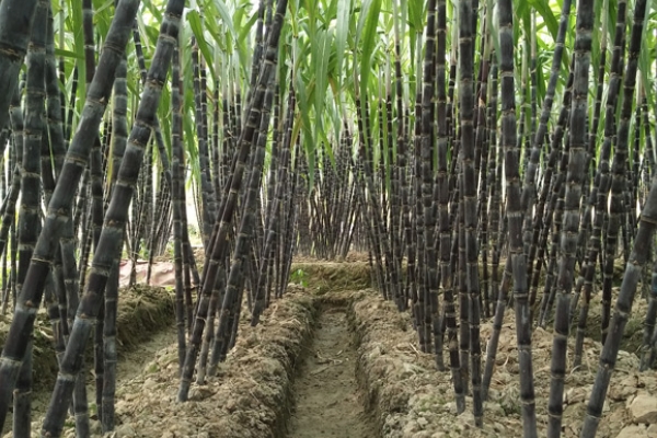 甘蔗会开花吗图片,甘蔗会开花吗?