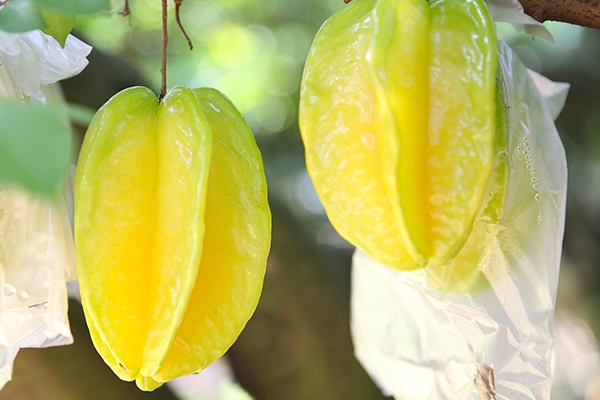 杨桃一天吃多少个,杨桃一天吃几个算过量