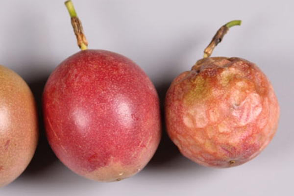 百香果是感光水果吗?,百香果是不是感光食物