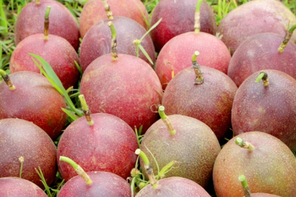 百香果是上火还是降火一天吃多少好,百香果是上火还是降火的