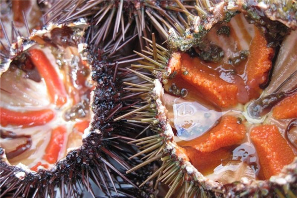 海胆吃的是什么器官,海胆在海里吃什么生长 海胆吃的是什么器官,海胆在海里吃什么生长