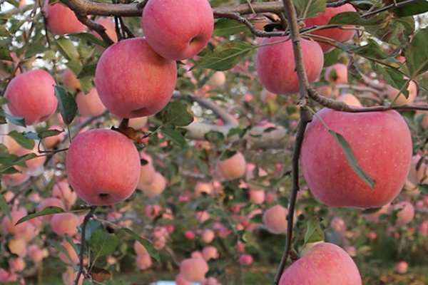 红富士苹果多少钱一斤市场价,现在红富士苹果多少钱一斤