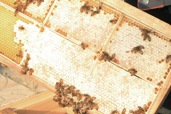 孕妇可以吃洋槐蜜吗,洋槐蜂蜜哺乳期可以喝吗 孕妇可以吃洋槐蜜吗,洋槐蜂蜜哺乳期可以喝吗