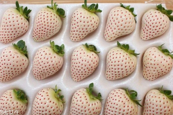 白色的草莓价格是多少,白草莓价格多少钱一斤怎么买 白色的草莓价格是多少,白草莓价格多少钱一斤怎么买