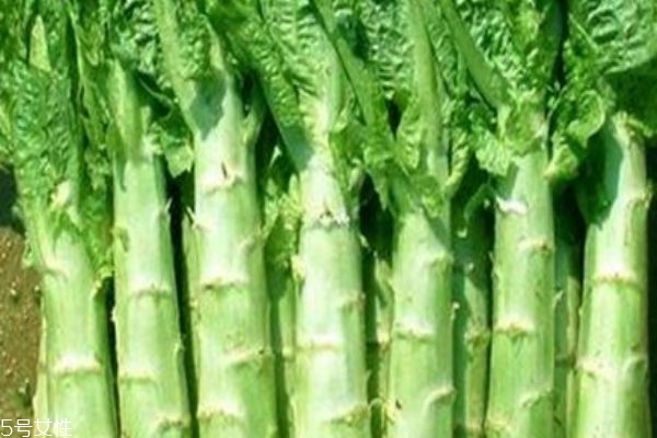 如何挑选莴苣,莴苣怎么挑 如何挑选莴苣,莴苣怎么挑