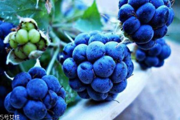 孕妇能吃蓝莓吗 孕早期,孕妇能吃蓝莓吗中期