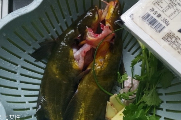 鱼汤要不要放醋,鱼汤里放醋有什么好处