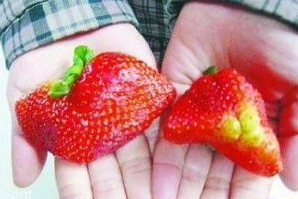 如何挑选草莓,如何挑选草莓苗 如何挑选草莓,如何挑选草莓苗