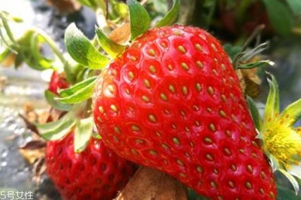 草莓是最脏的水果吗?,草莓是最脏水果吗是谣言