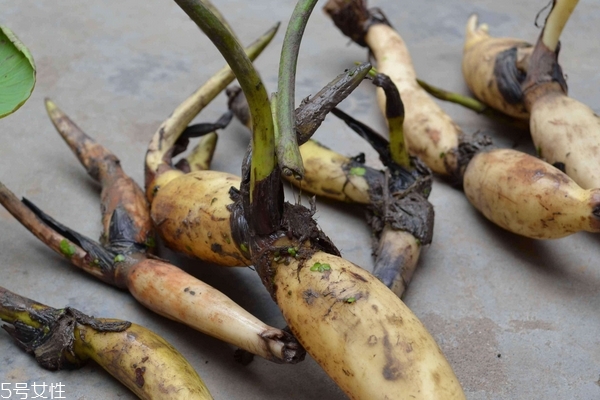 莲藕吃的是根还是茎?,莲藕吃的是根还是茎还是叶