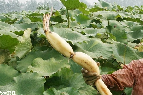 莲藕变红怎么回事,藕里面变红了还能吃吗