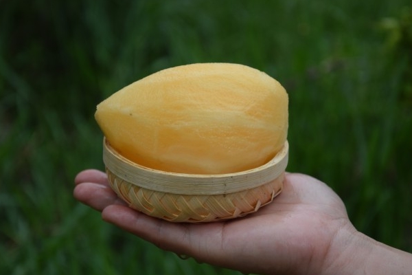 雪莲果怎样种植,雪莲果怎么种植育苗