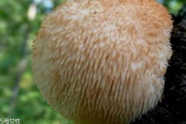 猴头菇到底能不能治胃病呢,猴头菇粉能治胃病吗