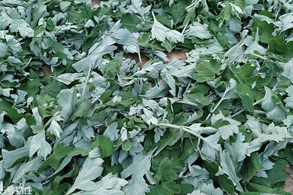 艾叶怎么熏房间这样才是正确方法,烧艾叶熏房间 艾叶怎么熏房间这样才是正确方法,烧艾叶熏房间