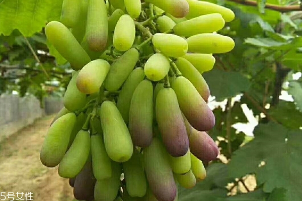 法国葡萄种类,法国红酒的葡萄品种有哪些