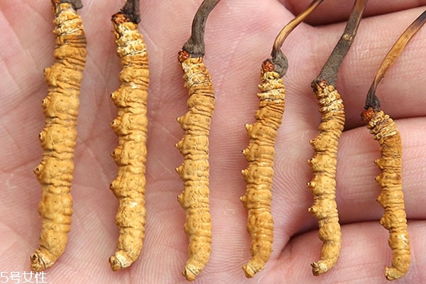 正宗的冬虫夏草是什么味道,冬虫夏草真有那么好吗 正宗的冬虫夏草是什么味道,冬虫夏草真有那么好吗