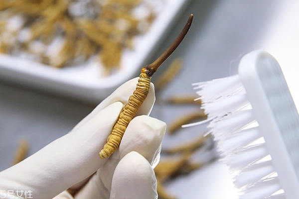 冬虫夏草产地最好的是哪里?,冬虫夏草哪个地方产的最好?