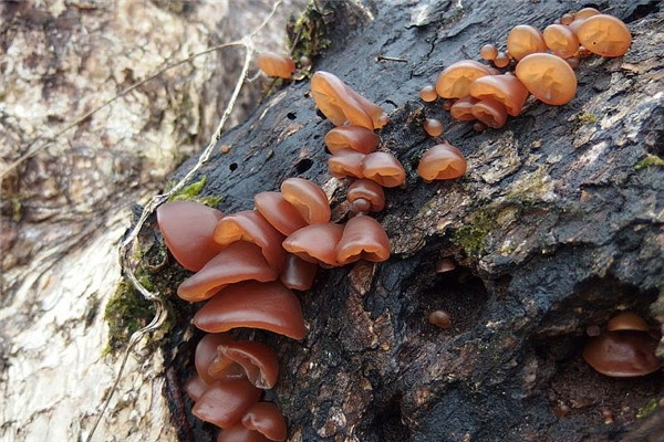 黑木耳对血管有什么好处,黑木耳对血管 黑木耳对血管有什么好处,黑木耳对血管