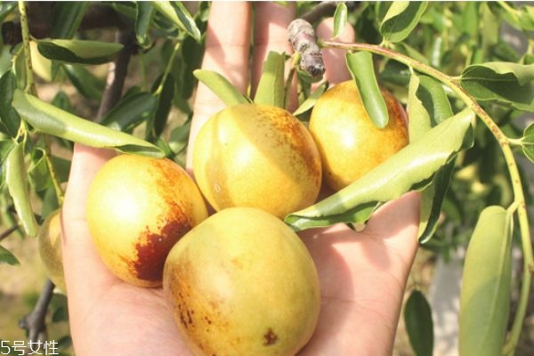 冬枣的皮可以吃吗,枣的皮能吃吗