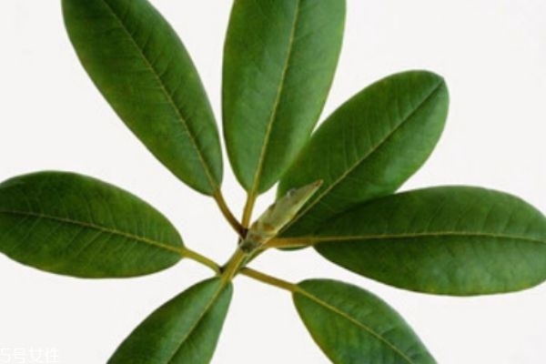 枇杷膏能止咳吗,川贝枇杷膏可以止咳吗