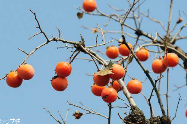 柿子不能和海鲜一起吃吗?,柿子不能跟海鲜一起吃吗