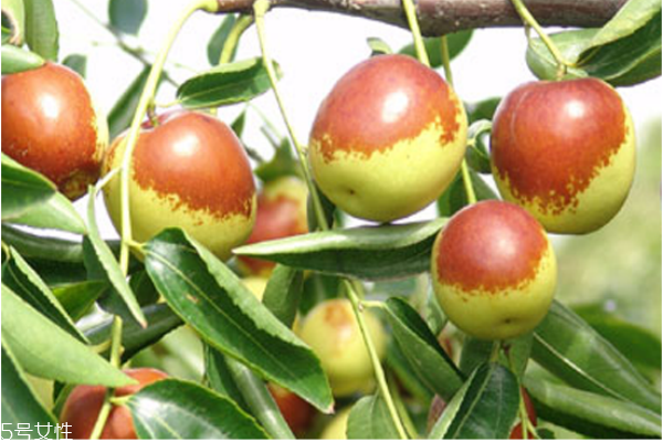 冬枣不能和什么水果一起吃,冬枣不能和什么一起吃吗