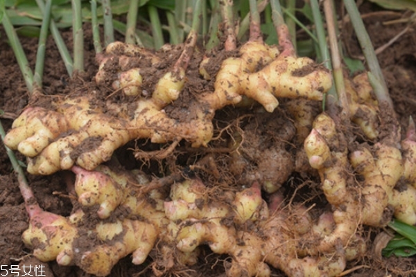 去了皮的生姜怎么保存,吃生姜是去皮好还是不去皮好