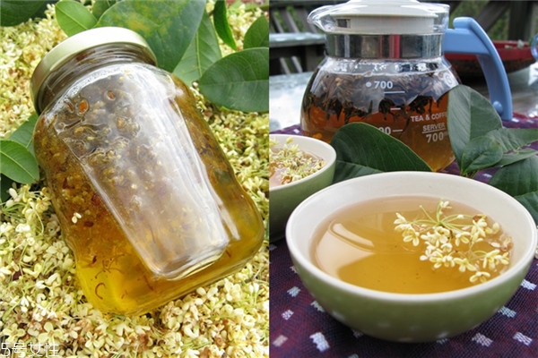 认识桂花教案,认识桂花ppt