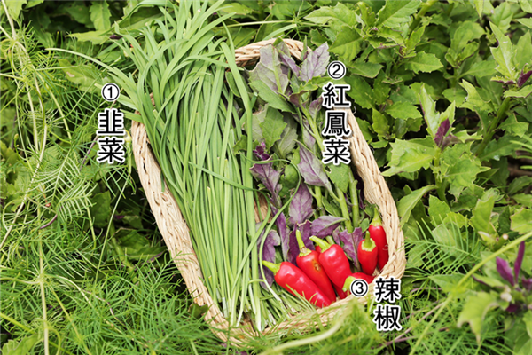 什么是可食地景,可食地景含义解析 什么是可食地景,可食地景含义解析